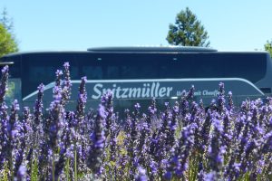 Reisebus Lavendel